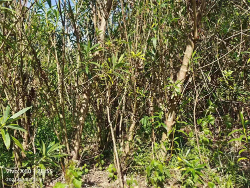 多枝6公分夾竹桃，高4米