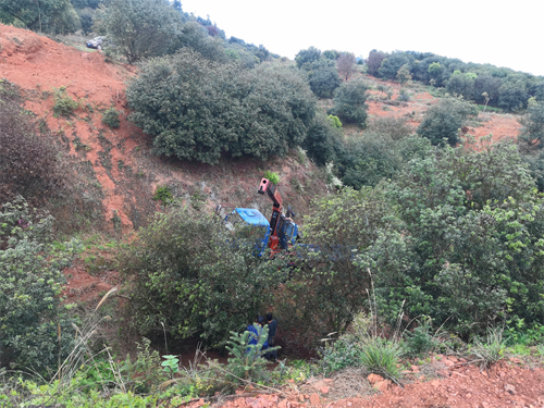4米冠幅斷根楊梅基地，裝車場景
